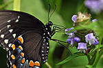 Click image for larger version. 

Name:	Butterfly.jpg 
Views:	48 
Size:	169.0 KB 
ID:	118420