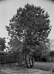 Click image for larger version. 

Name:	Ed's tree-1.jpg 
Views:	40 
Size:	72.6 KB 
ID:	215409