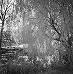 Click image for larger version. 

Name:	Willow & Pond IR copy.jpg 
Views:	53 
Size:	91.7 KB 
ID:	192344