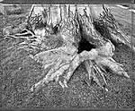Click image for larger version. 

Name:	Beech Roots.jpg 
Views:	87 
Size:	232.3 KB 
ID:	215608