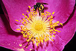 Click image for larger version. 

Name:	Wild rose bee crop.jpg 
Views:	31 
Size:	165.4 KB 
ID:	213490