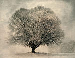 Click image for larger version. 

Name:	Tree-in-snow-storm-2010_bleached-redev..jpg 
Views:	132 
Size:	72.4 KB 
ID:	129691