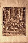 Click image for larger version. 

Name:	Pheasant and ferns, Penllergare, early 1850s.jpg 
Views:	39 
Size:	80.6 KB 
ID:	214129
