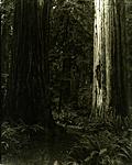 Redwoods 10-2014 carbon print017.jpg