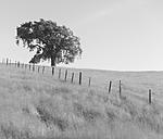 200428-Morgan-Hill-Tree-002124-SEQU-120x4Edit6.jpg