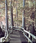 Click image for larger version. 

Name:	Reelfoot-L581.jpg 
Views:	100 
Size:	168.0 KB 
ID:	142192