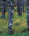 Click image for larger version. 

Name:	Birch and grasses Affric.jpg 
Views:	113 
Size:	161.4 KB 
ID:	189046