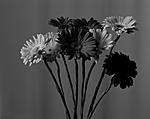 Click image for larger version. 

Name:	gerbera_024.jpg 
Views:	138 
Size:	30.7 KB 
ID:	79546