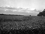 Click image for larger version. 

Name:	Soybean-fields-in-GA.jpg 
Views:	86 
Size:	89.4 KB 
ID:	123160