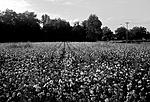 Click image for larger version. 

Name:	Bostwick-GA-cotton-field.jpg 
Views:	80 
Size:	100.4 KB 
ID:	123161