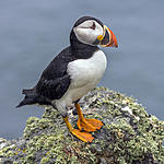Click image for larger version. 

Name:	Puffin_(Fratercula_arctica).jpg 
Views:	14 
Size:	98.7 KB 
ID:	225944