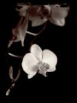orchidfinal2.jpg