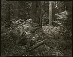 RedwoodVineMaple.jpg