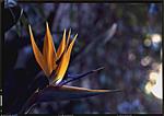 Click image for larger version. 

Name:	Bird of paradise, EK 64T_ssm.jpg 
Views:	57 
Size:	34.0 KB 
ID:	188690