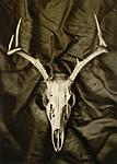 Click image for larger version. 

Name:	Deer Skull (forte).jpg 
Views:	33 
Size:	46.5 KB 
ID:	244316