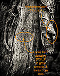 Click image for larger version. 

Name:	Tree trunk noted.jpeg 
Views:	34 
Size:	116.4 KB 
ID:	227899