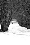 Click image for larger version. 

Name:	tree-tunnel.jpg 
Views:	88 
Size:	127.3 KB 
ID:	110284