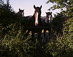 Click image for larger version. 

Name:	Shire Horses 2 small.jpg 
Views:	71 
Size:	133.5 KB 
ID:	204657