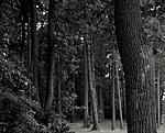 Click image for larger version. 

Name:	Trees_at_Loch_Raven_by_Ineoin.jpg 
Views:	72 
Size:	90.6 KB 
ID:	111456