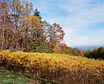 Skyline Drive - Fall Colors 2019.jpg