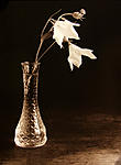 Click image for larger version. 

Name:	Flower Study #14.jpg 
Views:	52 
Size:	50.6 KB 
ID:	119297