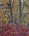 Click image for larger version. 

Name:	Aututmnal_birches_kinlochleven.jpg 
Views:	130 
Size:	196.9 KB 
ID:	189145