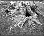 Click image for larger version. 

Name:	Roots.jpg 
Views:	114 
Size:	157.7 KB 
ID:	135772