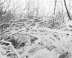 Click image for larger version. 

Name:	4000dpi ice branches-Edit.jpg 
Views:	122 
Size:	227.0 KB 
ID:	128228