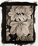 Click image for larger version. 

Name:	argyrotype horsechestnut.jpg 
Views:	173 
Size:	86.7 KB 
ID:	90371