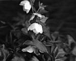Click image for larger version. 

Name:	Lenten Roses-02011-Scoville Lens copy.jpg 
Views:	39 
Size:	52.0 KB 
ID:	68680