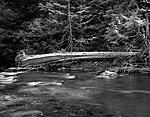 Click image for larger version. 

Name:	Fallen tree at river side.jpg 
Views:	203 
Size:	178.0 KB 
ID:	213764