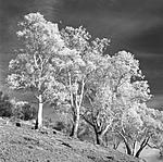 Click image for larger version. 

Name:	Trees & Moon IR copy.jpg 
Views:	62 
Size:	154.2 KB 
ID:	192343