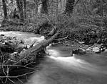 Click image for larger version. 

Name:	Issaquah Creek 12 11 small file.jpg 
Views:	115 
Size:	96.7 KB 
ID:	71013
