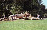 Big Leaf Maple 2.jpg