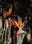 Click image for larger version. 

Name:	Birds of Paradise.jpg 
Views:	43 
Size:	49.4 KB 
ID:	204095