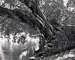 Click image for larger version. 

Name:	The ancient banyan tree.jpg 
Views:	147 
Size:	128.9 KB 
ID:	126007