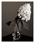 Click image for larger version. 

Name:	hydrangea.jpg 
Views:	139 
Size:	45.8 KB 
ID:	182027