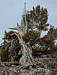 Click image for larger version. 

Name:	Poverty-Whitebark.jpg 
Views:	8 
Size:	128.8 KB 
ID:	209954