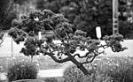 Click image for larger version. 

Name:	Bonzai tree.jpg 
Views:	27 
Size:	73.7 KB 
ID:	223358