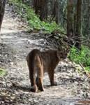 Click image for larger version. 

Name:	Cougar_Montara trail.jpg 
Views:	67 
Size:	84.8 KB 
ID:	201387