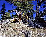 Click image for larger version. 

Name:	Old tree.jpg 
Views:	53 
Size:	168.3 KB 
ID:	129757