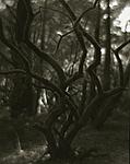 trinidad trees 2012 small.jpg