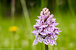 Common Orchid © Paul Kay.jpg