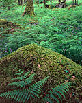 Click image for larger version. 

Name:	Hafod Woodland_.jpg 
Views:	195 
Size:	184.3 KB 
ID:	179201