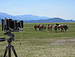 Linhof and wild horses.jpg