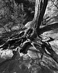Click image for larger version. 

Name:	Tree roots 3003Final.jpg 
Views:	64 
Size:	111.6 KB 
ID:	72214