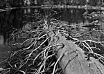 Click image for larger version. 

Name:	fallen tree030.jpg 
Views:	120 
Size:	92.5 KB 
ID:	106501