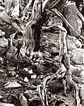 Click image for larger version. 

Name:	Mt Evans Bristlecone Fallen Branch.jpg 
Views:	72 
Size:	157.6 KB 
ID:	218027