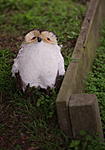 Click image for larger version. 

Name:	Owl down.jpg 
Views:	19 
Size:	43.3 KB 
ID:	222043