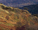 Click image for larger version. 

Name:	Welsh Scot's Pines.jpg 
Views:	193 
Size:	122.8 KB 
ID:	162314